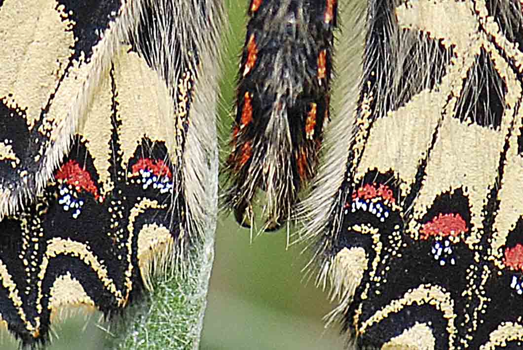 ancora su Zerynthia polyena e Zerynthia cassandra